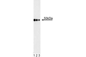 Western blot analysis using anti-human Gata4 antibody.