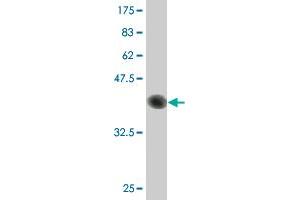Western Blot detection against Immunogen (41.