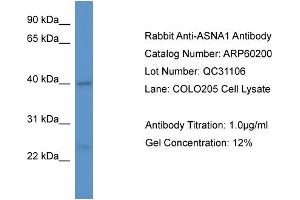 Western Blotting (WB) image for anti-ArsA Arsenite Transporter, ATP-Binding, Homolog 1 (ASNA1) (C-Term) antibody (ABIN2788366) (ASNA1 anticorps  (C-Term))