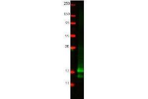 Western blot using  protein-A purified anti-chicken IFN gamma antibody shows detection of recombinant chicken IFN gamma at 16. (Interferon gamma anticorps)