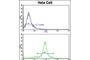 Flow cytometric analysis of hela cells using GOLPH3 Antibody (C-term)(bottom histogram) compared to a negative control cell (top histogram). (GOLPH3 anticorps  (C-Term))