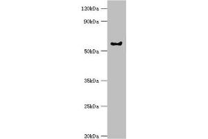 Western blot All lanes: G protein-coupled receptor kinase 6 antibody at 6 μg/mL + Rat heart tissue Secondary Goat polyclonal to rabbit IgG at 1/10000 dilution Predicted band size: 66, 68, 65 kDa Observed band size: 66 kDa (GRK6 anticorps  (AA 1-170))