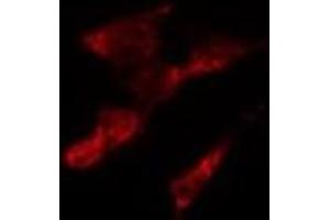 ABIN6268664 staining HepG2 by IF/ICC. (Caspase 7 anticorps  (N-Term))