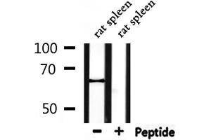 Western blot analysis of extracts from rat spleen, using PTHR1 Antibody.