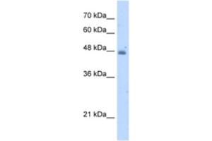 Western Blotting (WB) image for anti-Kynureninase (L-Kynurenine Hydrolase) (KYNU) antibody (ABIN2462922) (KYNU anticorps)