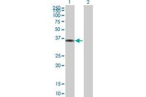 Western Blot analysis of FOXS1 expression in transfected 293T cell line by FOXS1 MaxPab polyclonal antibody. (FOXS1 anticorps  (AA 1-330))