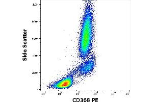 Flow cytometry surface staining pattern of human peripheral whole blood stained using anti-human CD368 (9B9) PE antibody (10 μL reagent / 100 μL of peripheral whole blood). (CLEC4D anticorps  (PE))