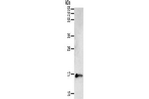 Western Blotting (WB) image for anti-Parvalbumin (PVALB) antibody (ABIN2422107) (PVALB anticorps)