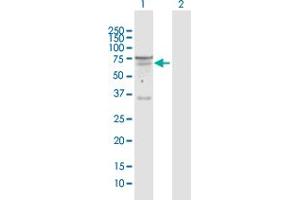 Western Blot analysis of SEMA6D expression in transfected 293T cell line by SEMA6D MaxPab polyclonal antibody.