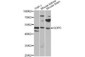 Western blot analysis of extracts of various cell lines, using GOPC antibody (ABIN6292960) at 1:1000 dilution. (GOPC anticorps)