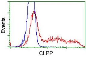 HEK293T cells transfected with either RC200301 overexpress plasmid (Red) or empty vector control plasmid (Blue) were immunostained by anti-CLPP antibody (ABIN2453958), and then analyzed by flow cytometry. (CLPP anticorps)