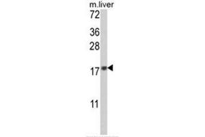 Western blot analysis of MAFF Antibody (Center) in mouse liver tissue lysates (35ug/lane). (MafF anticorps  (Middle Region))