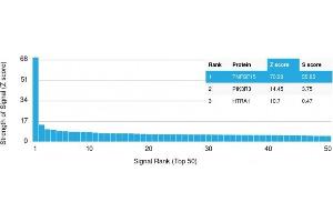 Analysis of Protein Array containing more than 19,000 full-length human proteins using VEGI Rabbit Recombinant Monoclonal Antibody (VEGI/2052R).