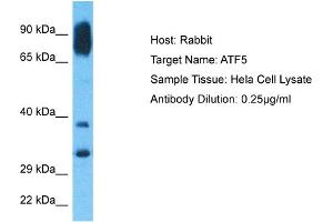Host: Rabbit Target Name: ATF5 Sample Type: Hela Whole Cell lysates Antibody Dilution: 0.