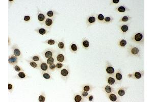 Anti-CD18 Picoband antibody,  ICC ICC: SM Cell