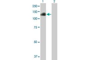 Western Blot analysis of DZIP1 expression in transfected 293T cell line by DZIP1 MaxPab polyclonal antibody.