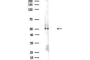 Western blot analysis of lysates from Mouse brain, using OXC Antibody at 1/1000 dilution.