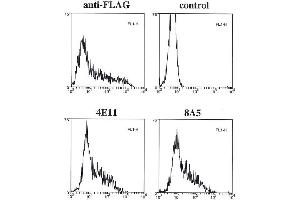 Flow cytometry data of overexpressed FLAG-tagged caspase-11 in 293T cells using anti-caspase-11 mAbs (4E11 and 8A5) , anti-FLAG or control. (Caspase 4 anticorps)