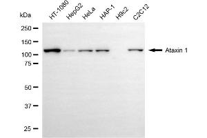 Western blotting analysis using ataxin 1 antibody (ABIN7797669).