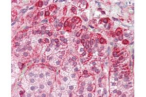 Anti-RILP antibody IHC staining of human adrenal. (RILP anticorps  (Internal Region))