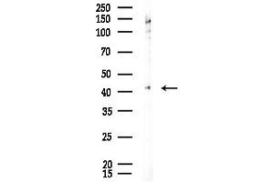 anti-H2A Histone Family, Member Y2 (H2AFY2) (C-Term) antibody
