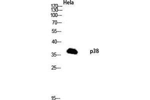 Western Blot (WB) analysis of HeLa lysis using p38 antibody.