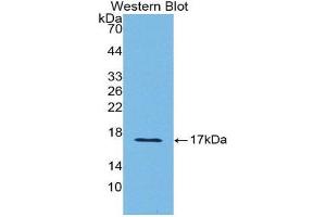 Western Blotting (WB) image for anti-Sema Domain, Immunoglobulin Domain (Ig), Short Basic Domain, Secreted, (Semaphorin) 3A (SEMA3A) (AA 31-150) antibody (ABIN1860519) (SEMA3A anticorps  (AA 31-150))
