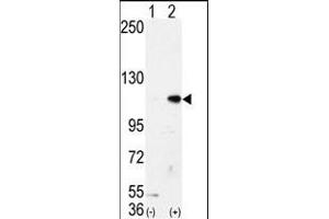 Western blot analysis of AOF2 (arrow) using LSD1 Antibody (N-term) (ABIN388021 and ABIN2845463). (LSD1 anticorps  (N-Term))