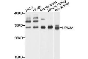 Western blot analysis of extracts of various cells, using UPK3A antibody. (Uroplakin 3A anticorps)