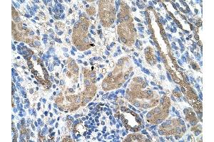 CYP2D6 antibody was used for immunohistochemistry at a concentration of 4-8 ug/ml to stain Epithelial cells of renal tubule (arrows) in Human Kidney.