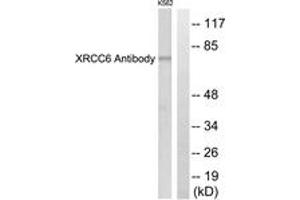 Western blot analysis of extracts from K562 cells, using XRCC6 Antibody. (RCC6 (AA 554-603) anticorps)