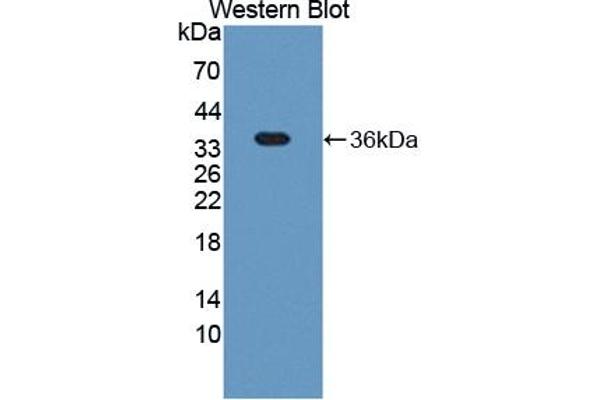 TSKU anticorps  (AA 30-307)