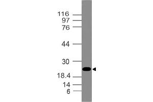 Image no. 1 for anti-High Mobility Group Box 1 (HMGB1) (AA 1-210) antibody (ABIN5027248) (HMGB1 anticorps  (AA 1-210))
