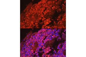 Immunofluorescence analysis of mouse bone marrow cells using Myeloperoxidase (MPO) Rabbit pAb (ABIN6128315, ABIN6143964, ABIN6143965 and ABIN6217844) at dilution of 1:50 (40x lens). (Myeloperoxidase anticorps  (AA 50-310))