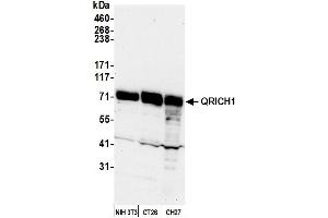 Western Blotting (WB) image for anti-Glutamine-Rich 1 (QRICH1) (AA 250-300) antibody (ABIN7449903) (QRICH1 anticorps  (AA 250-300))