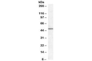 Western blot testing of human frontal cortex lysate with Orexin receptor 1/2 antibody at 0. (OX1R/OX2R anticorps)