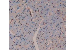 Used in DAB staining on fromalin fixed paraffin- embedded Kidney tissue (Antizyme Inhibitor 1 anticorps  (AA 1-280))