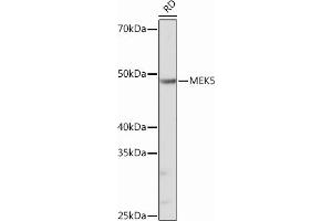 Western blot analysis of extracts of RD cells, using MEK5 Rabbit mAb (ABIN6132333, ABIN6143596, ABIN6143598 and ABIN7101401) at 1:1000 dilution.