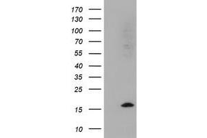 Image no. 1 for anti-Cystatin SA (CST2) antibody (ABIN1497758) (CST2 anticorps)