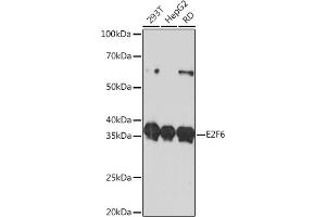 Western blot analysis of extracts of various cell lines, using E2F6 Rabbit mAb (ABIN7266876) at 1:1000 dilution. (E2F6 anticorps)