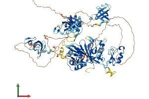 AlphaFold protein structure predicition of Mouse Recombinant Cyld Protein, UniprotID Q80TQ2