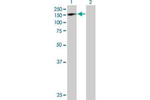 Western Blot analysis of GTF2IRD1 expression in transfected 293T cell line by GTF2IRD1 MaxPab polyclonal antibody.