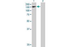 Western Blot analysis of GTF2IRD1 expression in transfected 293T cell line by GTF2IRD1 MaxPab polyclonal antibody. (GTF2IRD1 anticorps  (AA 1-959))