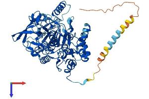 AlphaFold protein structure predicition of Mouse Recombinant Fmo4 Protein, UniprotID Q8VHG0