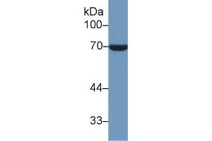Detection of HSPA1L in Human Hela cell lysate using Polyclonal Antibody to Heat Shock 70 kDa Protein 1 Like Protein (HSPA1L)