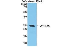 Western Blotting (WB) image for anti-Caspase 9, Apoptosis-Related Cysteine Peptidase (CASP9) (AA 1-200) antibody (ABIN1858258) (Caspase 9 anticorps  (AA 1-200))