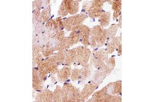 Immunohistochemical analysis of paraffin-embedded H.