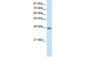 WB Suggested Anti-MNAT1 Antibody Titration:  1. (MNAT1 anticorps  (C-Term))