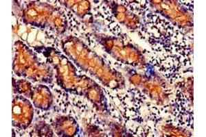 Immunohistochemistry of paraffin-embedded human small intestine tissue using ABIN7170381 at dilution of 1:100 (SNX27 anticorps  (AA 458-497))