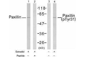 Image no. 1 for anti-Paxillin (PXN) (pTyr31) antibody (ABIN196940) (Paxillin anticorps  (pTyr31))